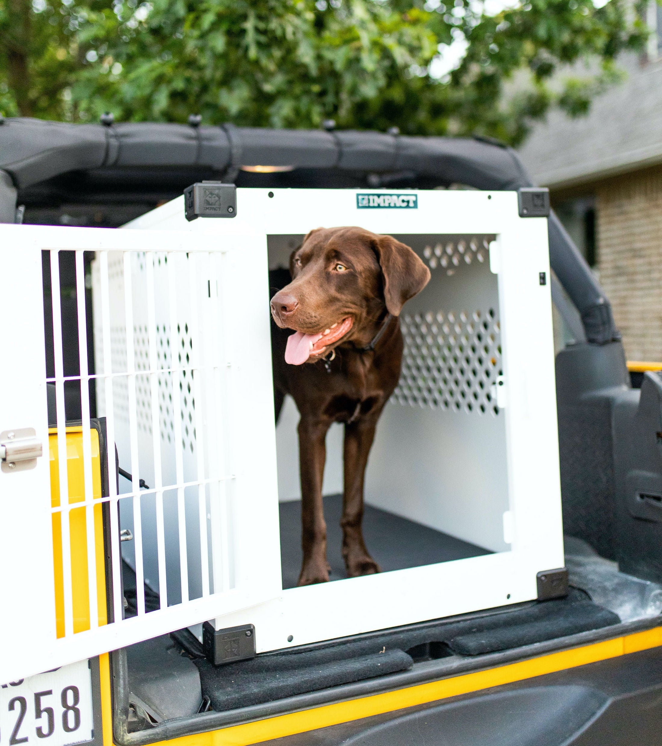 white stationary xlarge impact dog crate with chocolate labrador standing inside