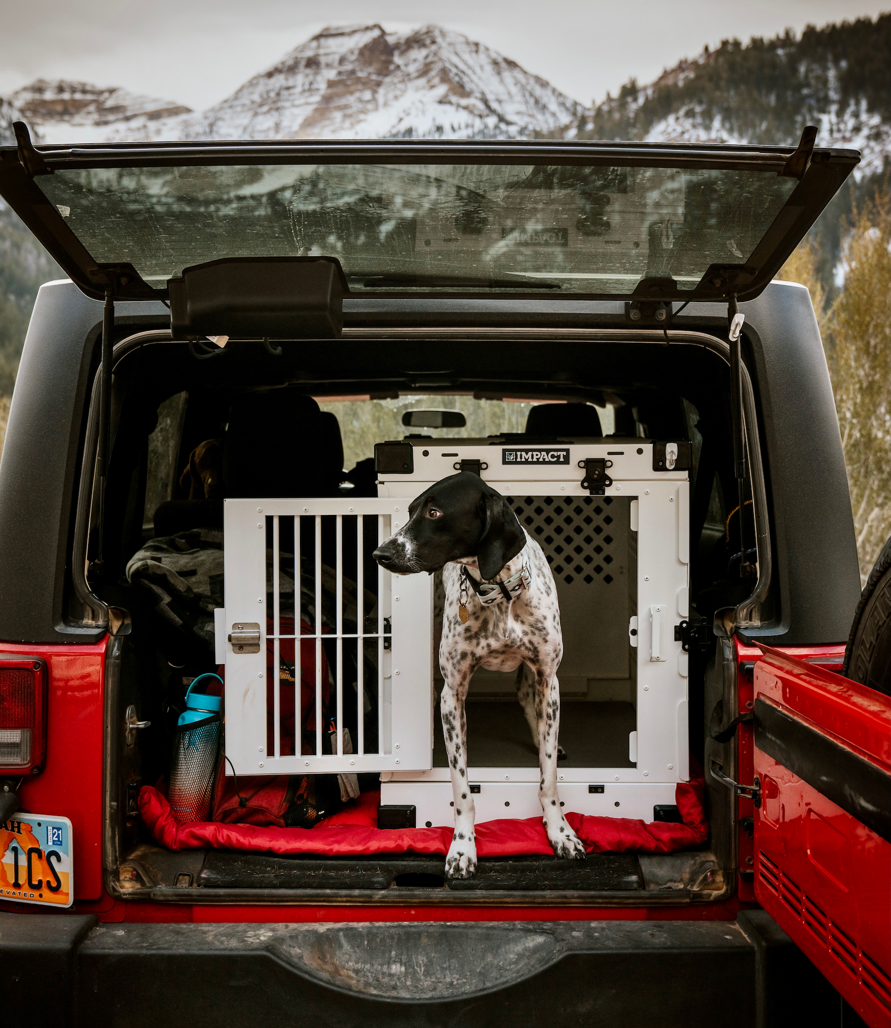 pointer dog standing in white collapsible impact dog crate in red jeep with mountains in background